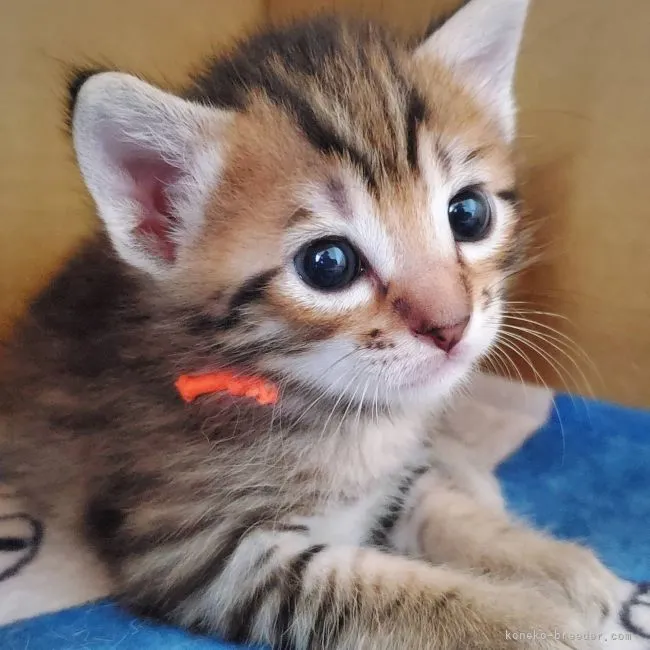ID:2107-01300の子猫
