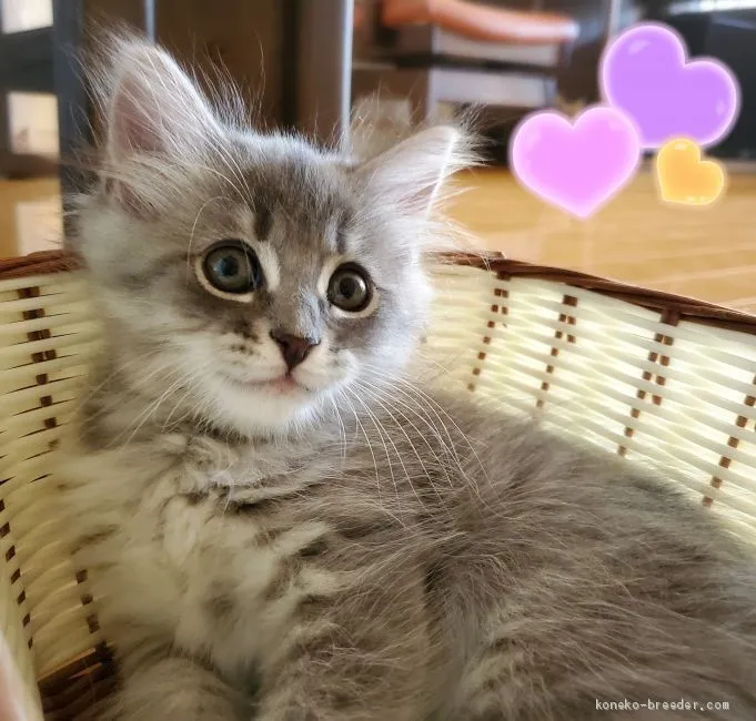 ID：2010-00462の子猫