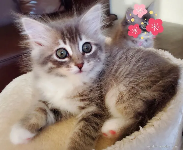 ID：2101-00093の子猫