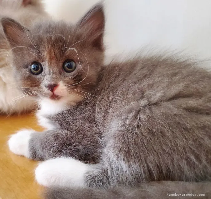 ID：2109-02207の子猫