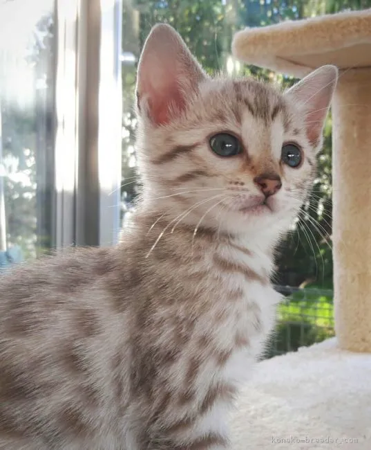 ID:1710-00588の子猫