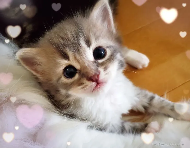 CAMUS 様のお迎えした子猫
