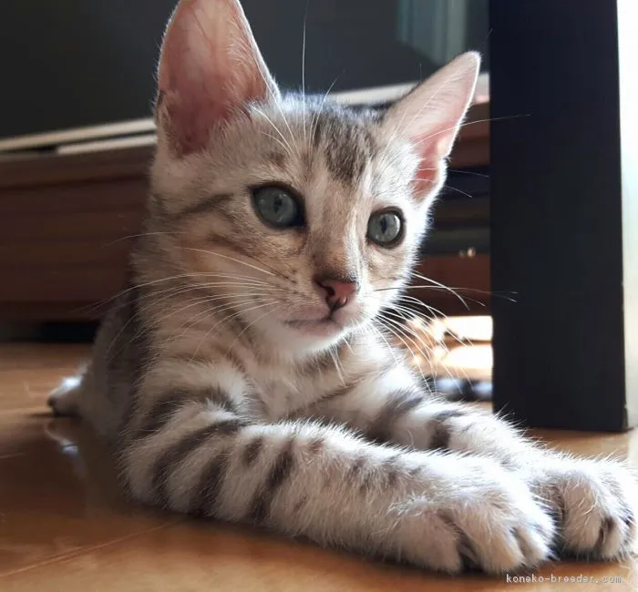 キョロ 様のお迎えした子猫