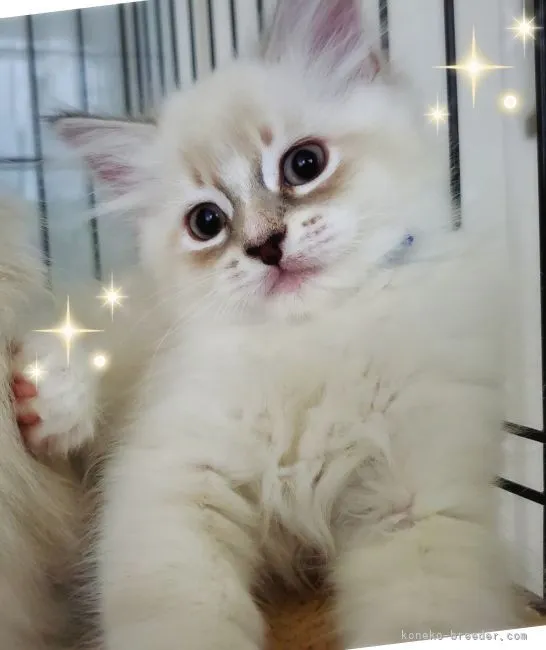 ID:2104-01896の子猫