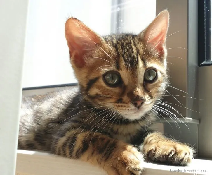ID：1605-00163の子猫