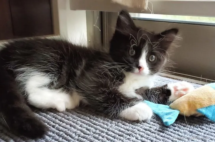 ID：2007-02107の子猫