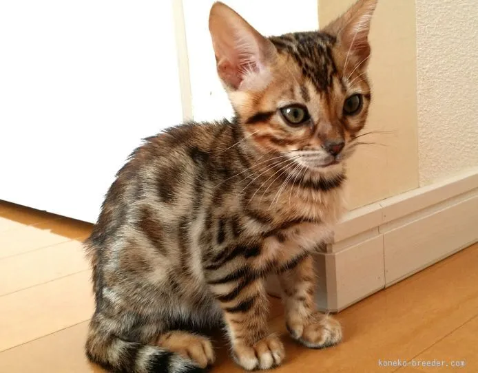 ID：1510-00412の子猫