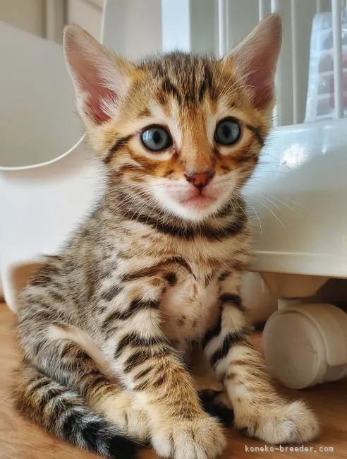 ID：2103-02154の子猫