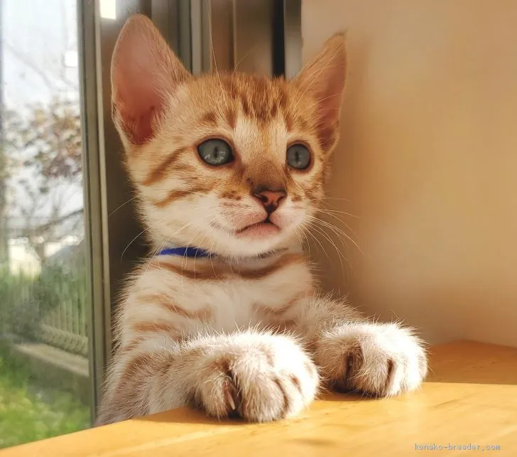 ID：2011-00071の子猫