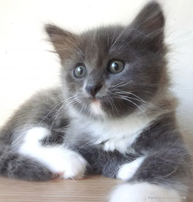 ID:1909-00425の子猫