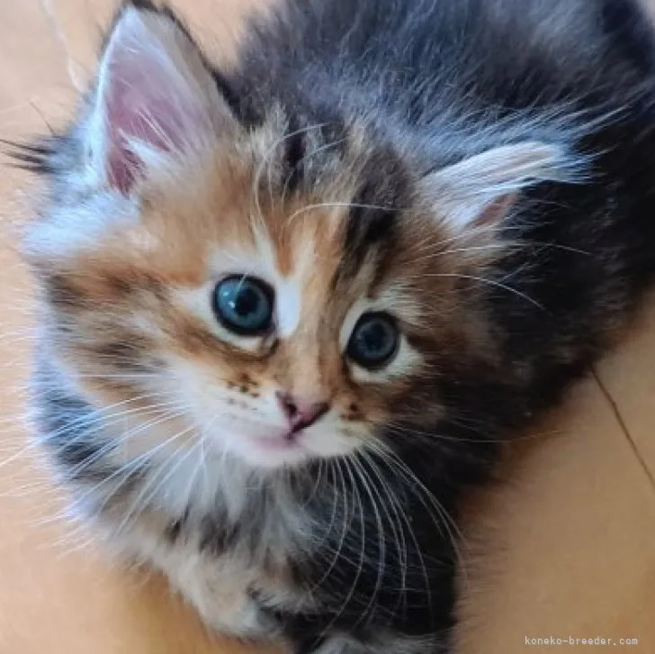 ID：2305-03593の子猫