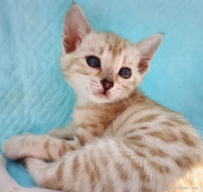 ID:2104-00253の子猫