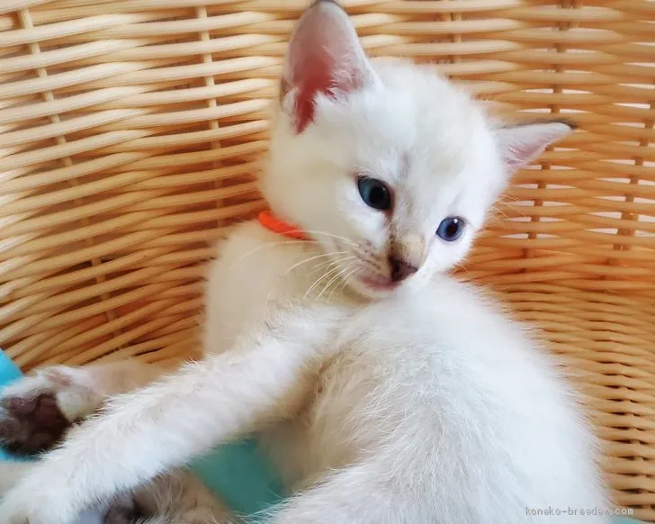 まなまな 様のお迎えした子猫