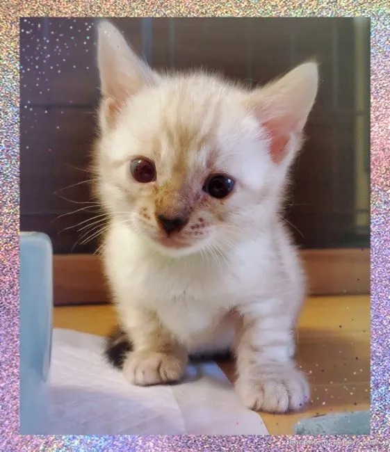 マイ 様のお迎えした子猫