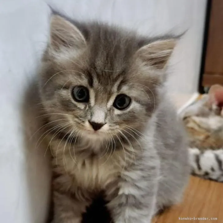 ID：2210-00528の子猫