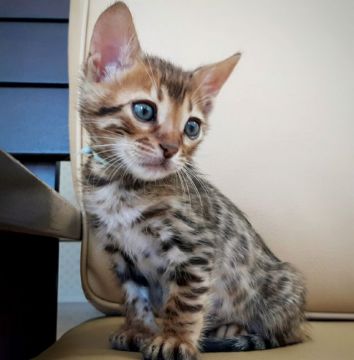 ベンガル【愛知県・男の子・2017年9月17日・ブラウンスポテッドタビー】の写真「可愛い男の子です♡♡♡」