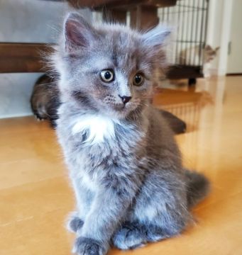 サイベリアン【愛知県・男の子・2022年4月1日・ブルー&ホワイト】の写真「優しい男の子💕」