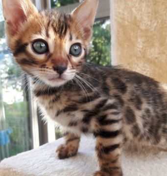 ベンガル【愛知県・男の子・2017年9月17日・ブラウンスポテッドタビー】の写真「可愛い男の子です♡」