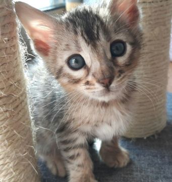 ベンガル【愛知県・男の子・2017年9月17日・ブラックシルバースポテッドタビー】の写真「食いしん坊男子( *´艸｀)」