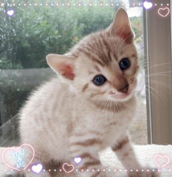 ベンガル【愛知県・女の子・2017年9月14日・シールミンクスポデッドタビー】の写真「綺麗なスノーちゃん♡」