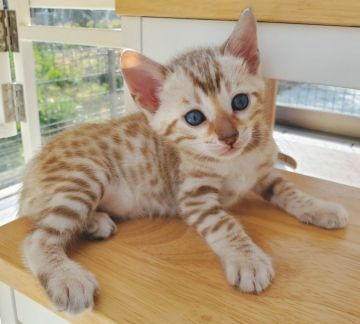ベンガル【愛知県・男の子・2020年1月21日・シールミンクスポテッドタビー】の写真「綺麗な毛色が上品ですが、わんぱくです☆」
