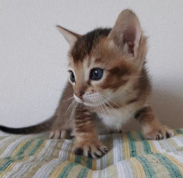 ベンガルとシンガプーラの仔猫♡【愛知県・男の子・2017年3月14日・ブラウン系】の写真「わんぱく男子！」