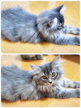 サイベリアン【愛知県・女の子・2019年8月6日・ブルータビー（トリプルコート）】の写真「甘えん坊ちゃん♡」