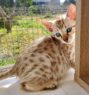 ベンガル【愛知県・男の子・2020年1月21日・シールミンクスポテッドタビー】の写真「綺麗なお顔の男の子☆」