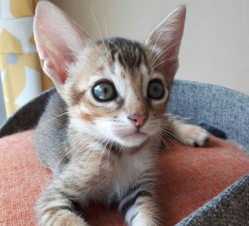 ベンガル&シンガプーラの仔猫☆【愛知県・男の子・2017年7月30日・ブラウン系（柔らかな短毛）】の写真「不思議な魅力いっぱいです！」