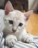 ベンガル【愛知県・男の子・2019年7月7日・シールミンクスポテッドタビー】の写真2