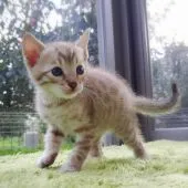 ベンガル【愛知県・男の子・2018年9月14日・シールミンクスポテッドタビー】の写真2