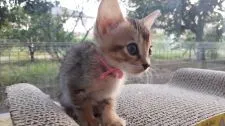 ベンガルとシンガプーラの仔猫♡【愛知県・女の子・2016年7月21日・ブラウン系】の写真3