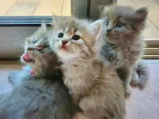 サイベリアン【愛知県・女の子・2022年4月1日・ブルータビー&ホワイト】の写真3「真ん中です🌼」