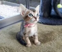 ベンガルとシンガプーラの仔猫♡【愛知県・女の子・2016年7月21日・ブラウン系】の写真4