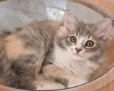 サイベリアン【愛知県・女の子・2023年8月29日・ダイリュートキャリコ】の写真4