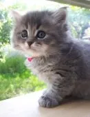 サイベリアン【愛知県・女の子・2019年4月8日・ブルータビー&ホワイト】の写真4