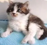 サイベリアン【愛知県・男の子・2022年11月23日・ブラウンタビー&ホワイト】の写真5