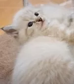 サイベリアン【愛知県・男の子・2025年9月24日・シールリンクスポイント&ホワイト】の写真8