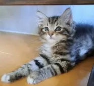 サイベリアン【愛知県・男の子・2025年6月4日・ブラウンタビー&ホワイト】の写真4