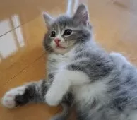 サイベリアン【愛知県・男の子・2025年8月12日・ブルータビー&ホワイト】の写真11