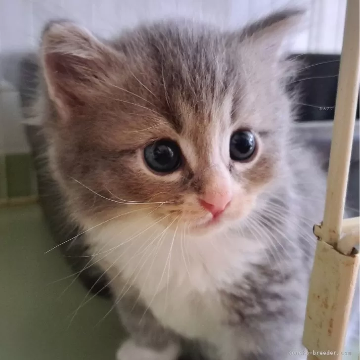 サイベリアン【愛知県・男の子・2025年8月12日・ブルータビー&amp;ホワイト】の写真1