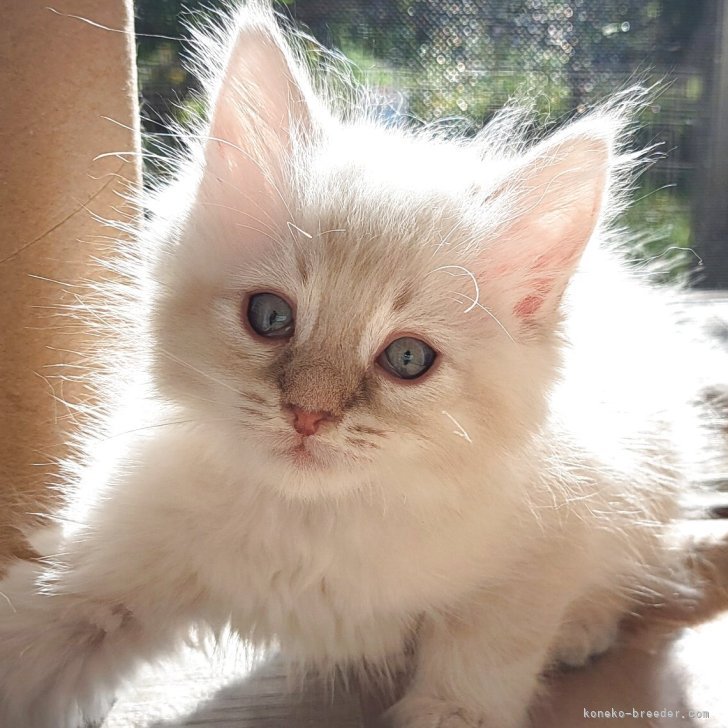 ブリーダー画像