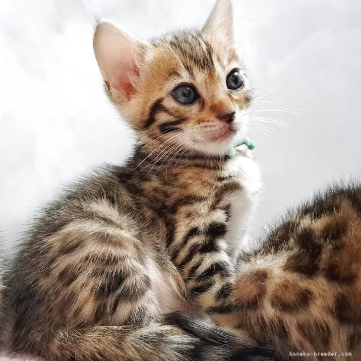 ID：2507-00588の子猫