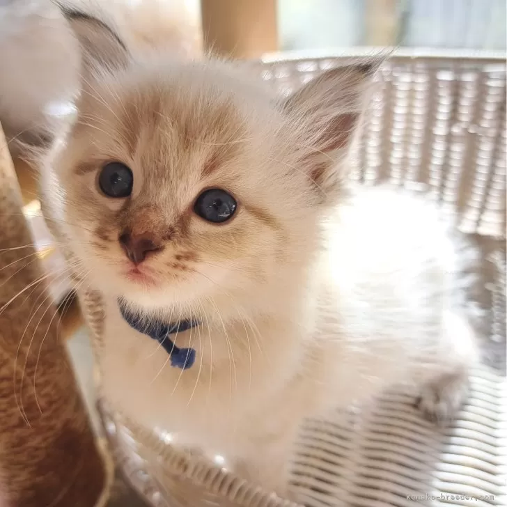 サイベリアン【愛知県・男の子・2025年9月24日・シールリンクスポイント&amp;ホワイト】の写真1