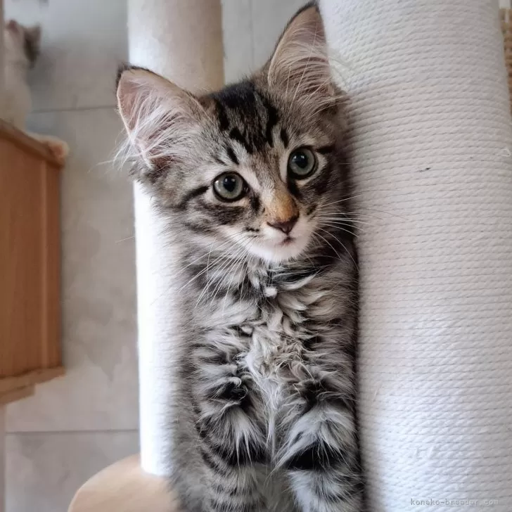 K.Y 様のお迎えした子猫