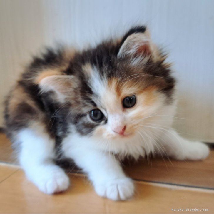 N.O 様のお迎えした子猫