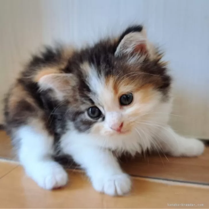 ID：2509-01781の子猫