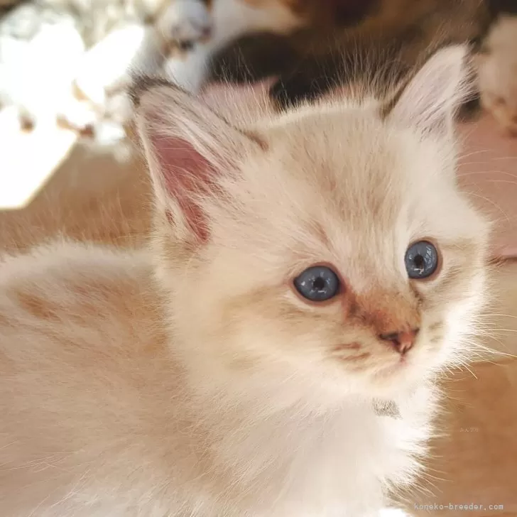 ID：2511-01239の子猫