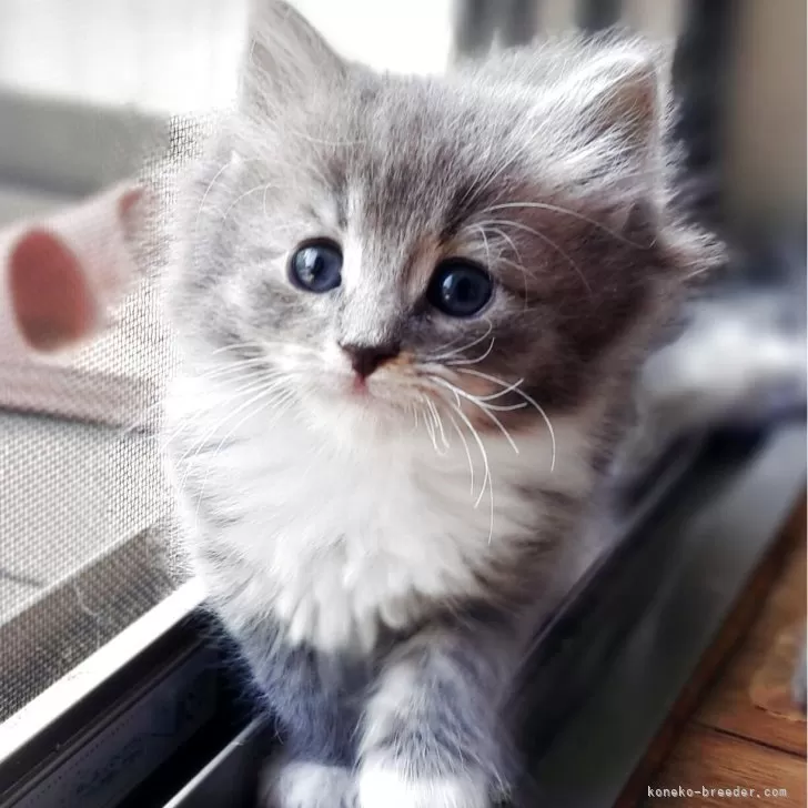 ID:2504-02471の子猫