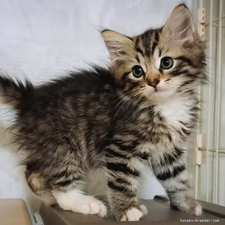 ID：2508-00568の子猫